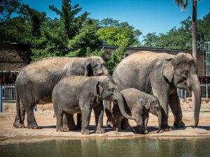 Wharton, Tx 17 Houston Zoo